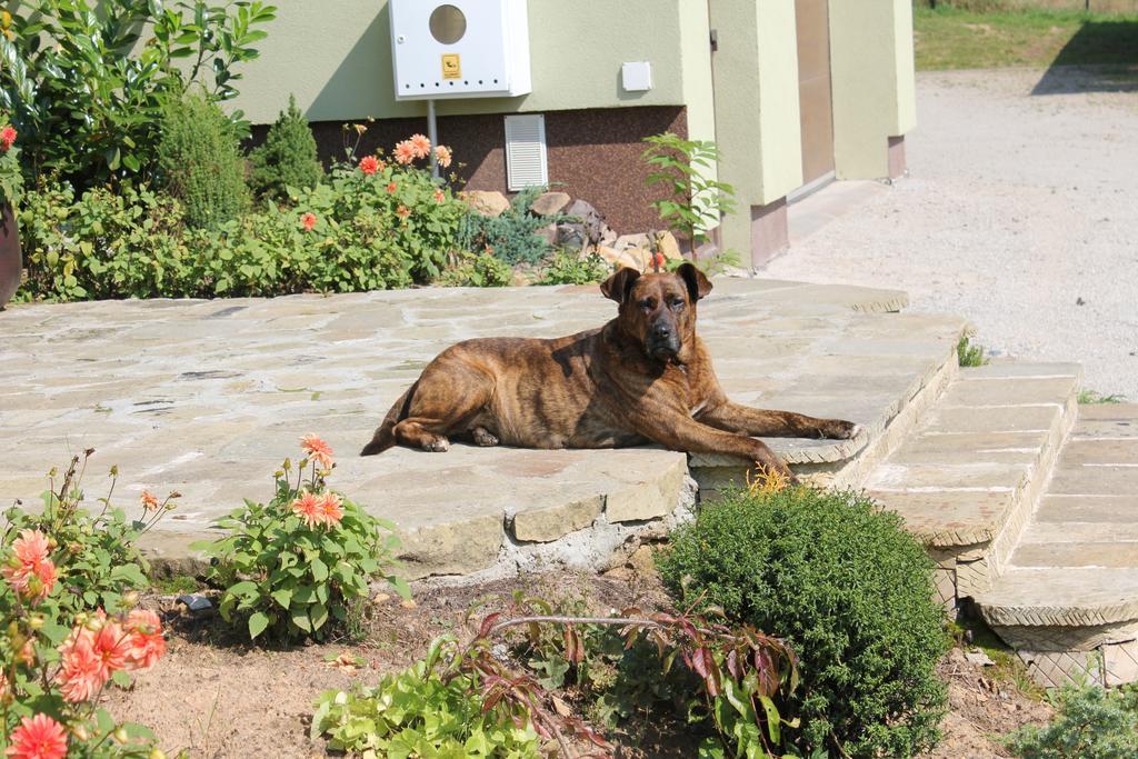 Sloneczna Zagroda - Sunny Ridge Farm Laczna  Exterior photo